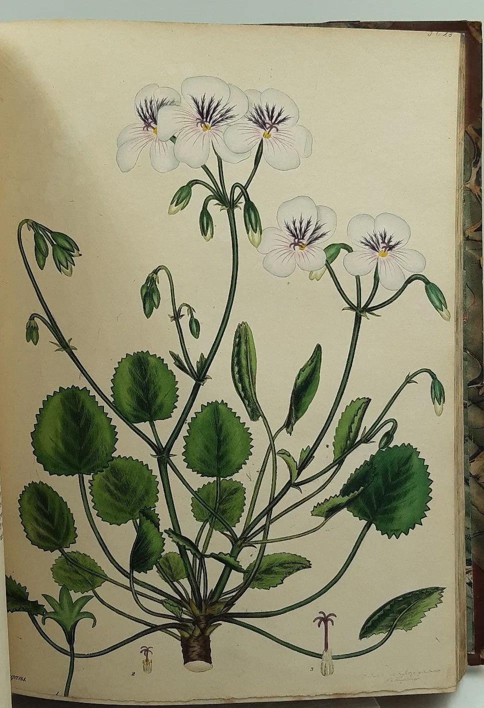 The Botanists Repository