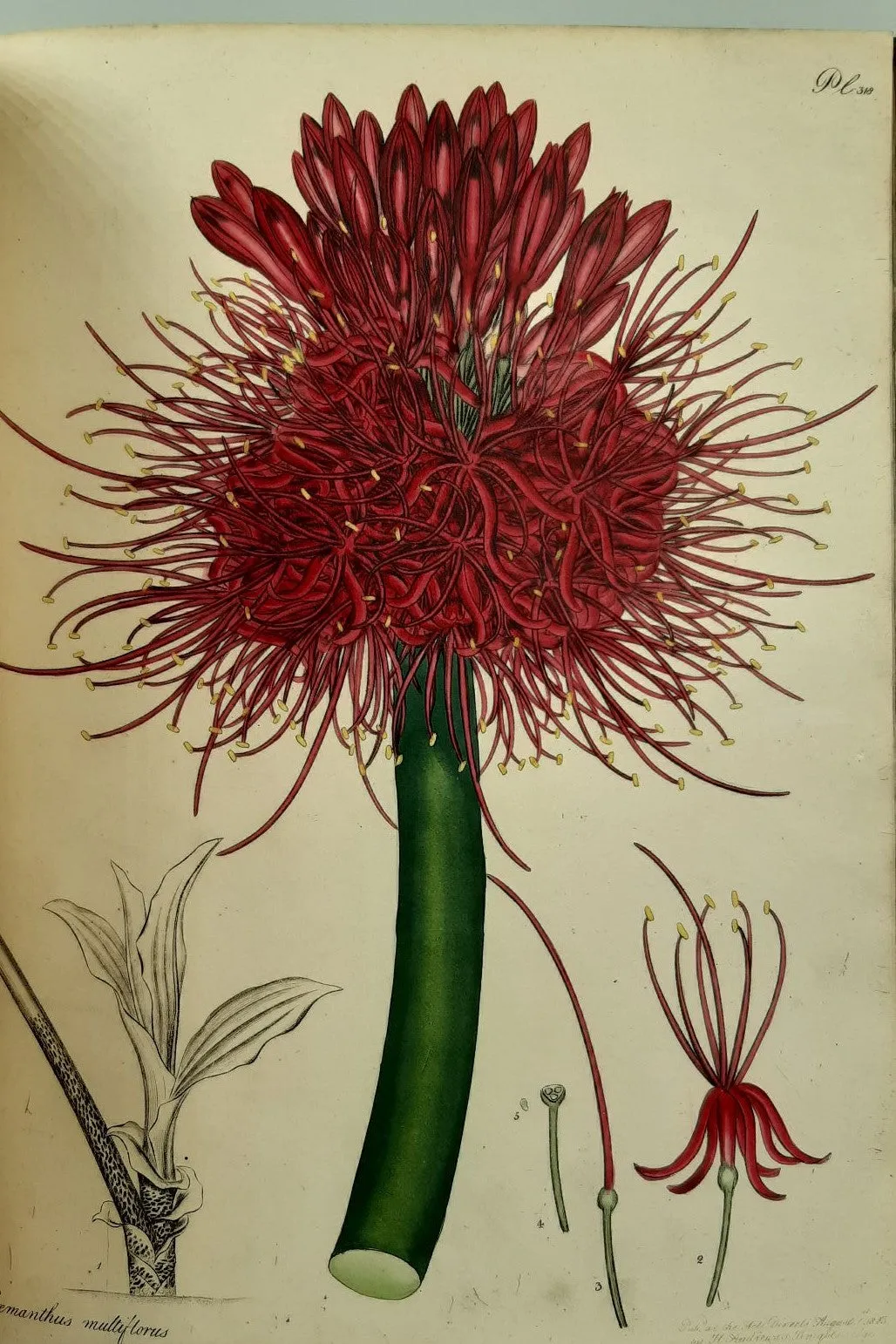 The Botanists Repository