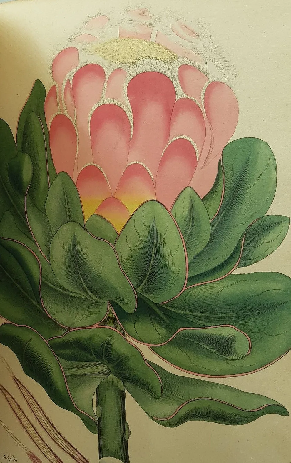 The Botanists Repository