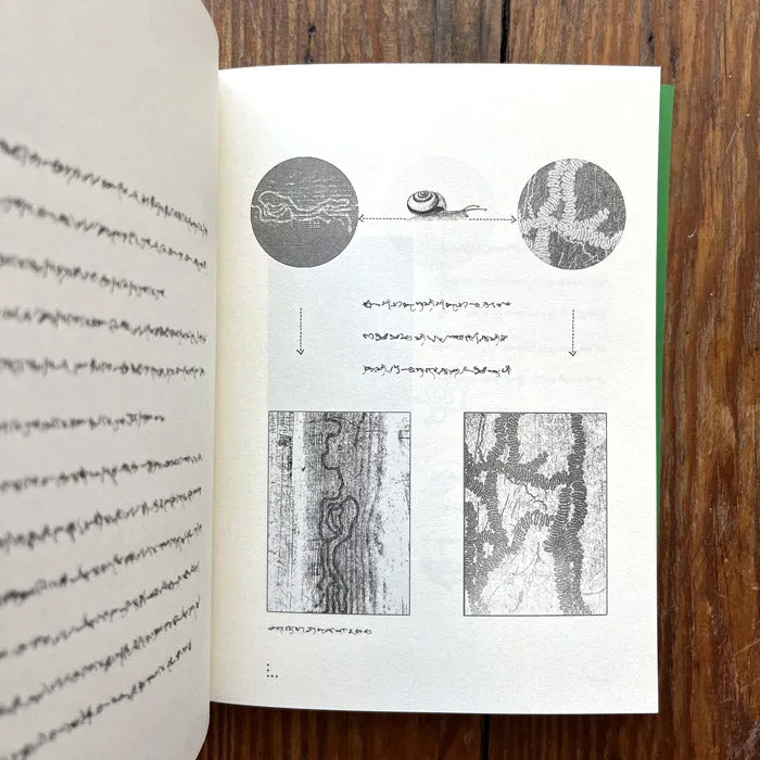 The Language of Bugs - Zhu Yingchun